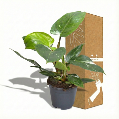 Snow Princess; Philodendron White Princess | 35cm