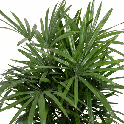 A close-up of a green palm-like houseplant with many narrow fan-shaped leaves radiating from the center, photographed against a plain white background.