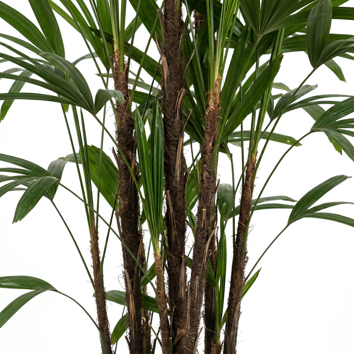 A close-up of a palm plant with multiple brown textured trunks and green palm fronds against a plain white background.