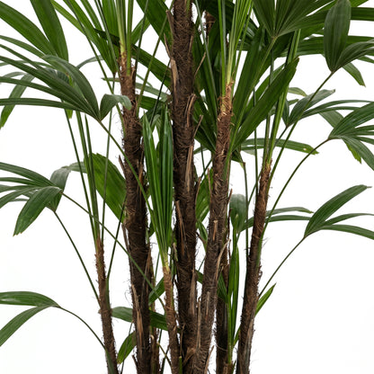 A close-up of a palm plant with multiple brown textured trunks and green palm fronds against a plain white background.