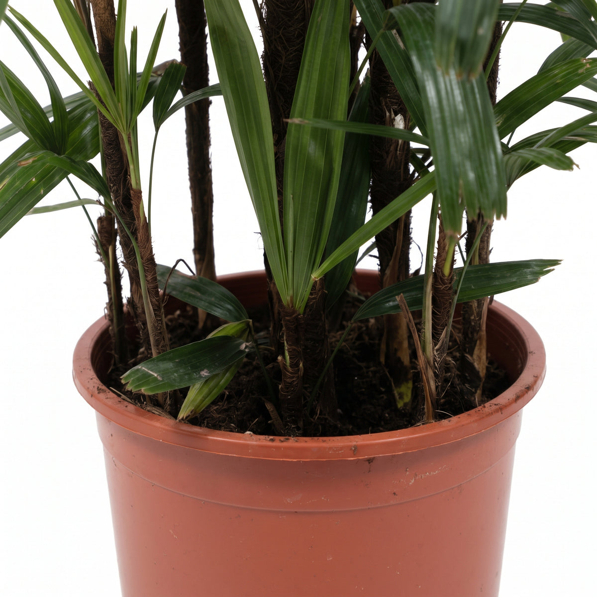 A potted palm plant with multiple upright brown trunks and green fronds, shown in a terracotta-colored plastic nursery pot against a white background.