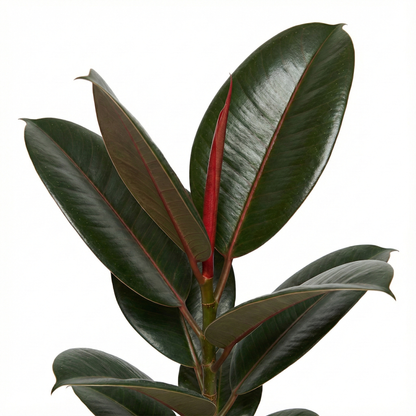 Rubber Plant; Ficus Elastica Robusta | 65cm