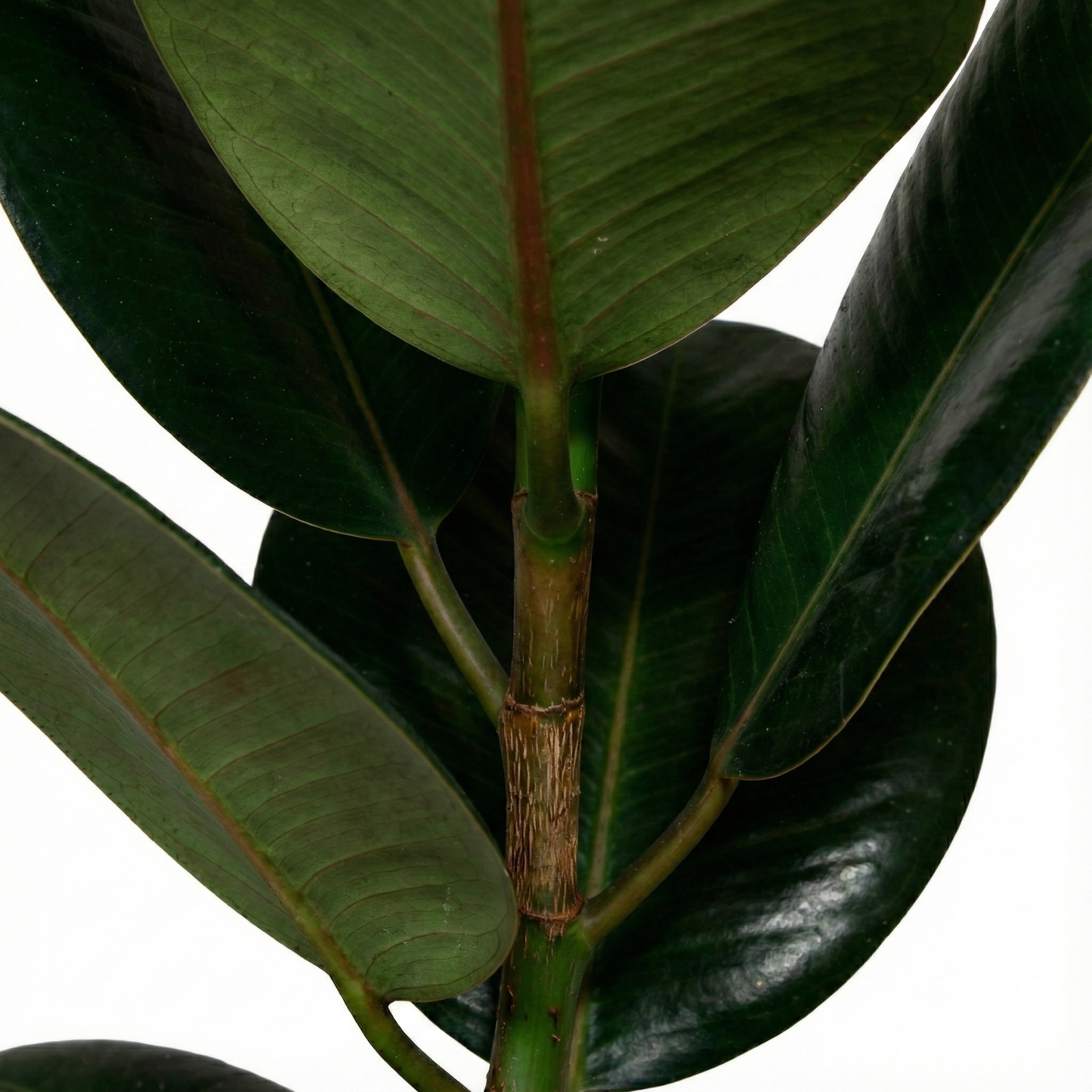 Rubber Plant; Ficus Elastica Robusta | 65cm