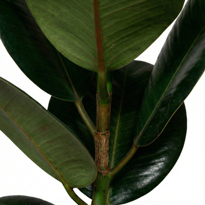 Rubber Plant; Ficus Elastica Robusta | 65cm