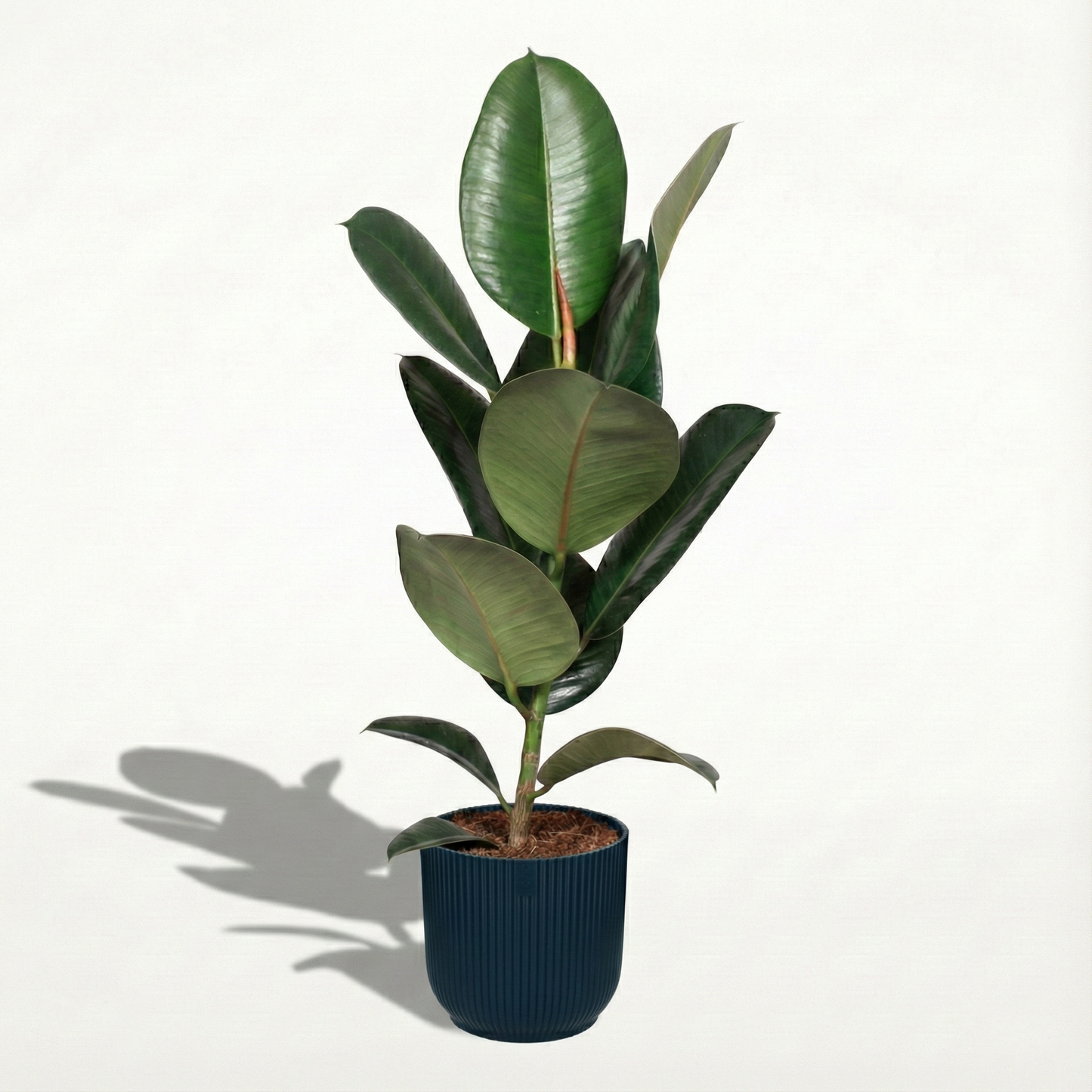 Rubber Plant; Ficus Elastica Robusta | 65cm