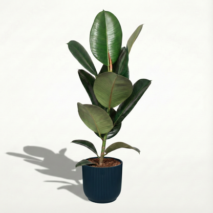 Rubber Plant; Ficus Elastica Robusta | 65cm