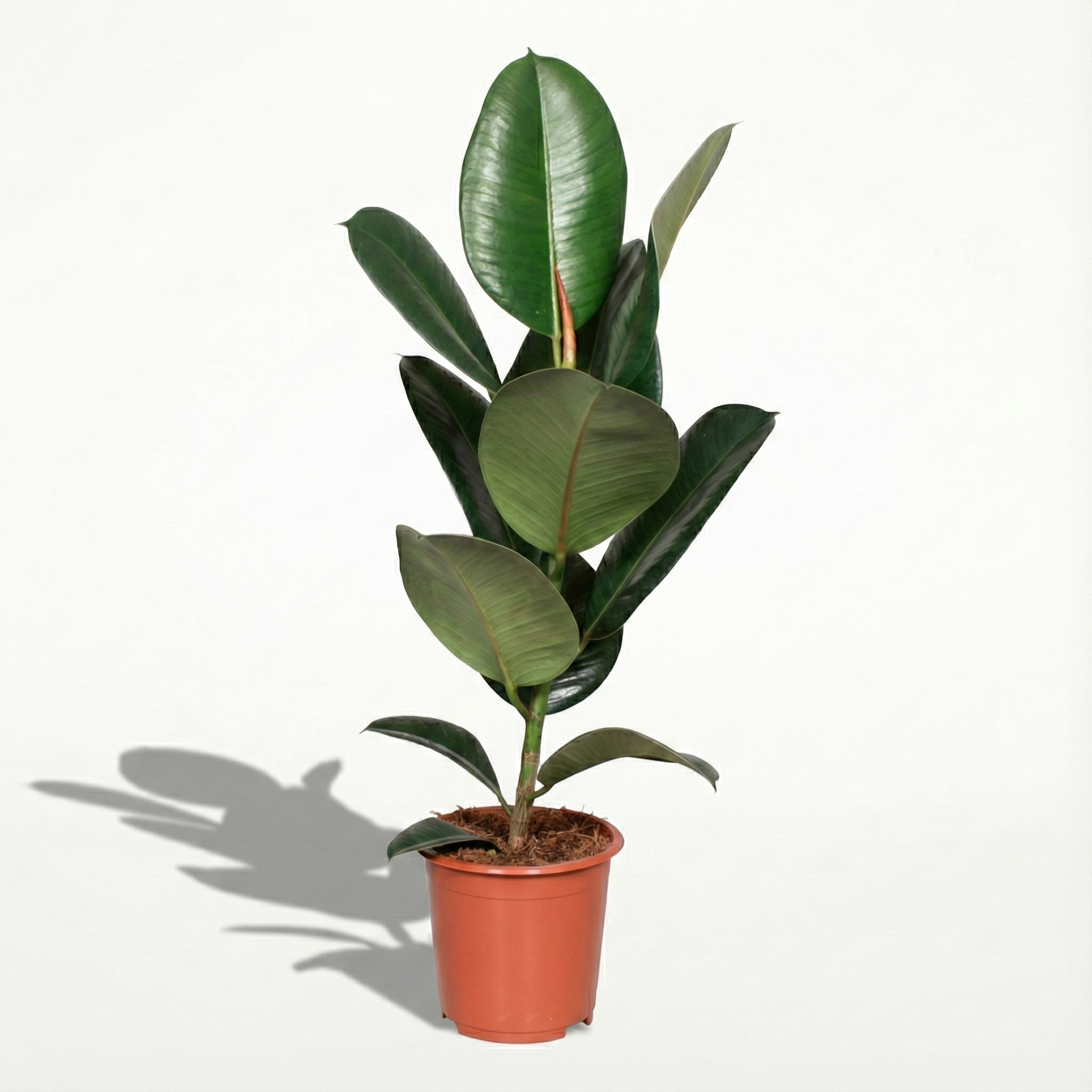 Rubber Plant; Ficus Elastica Robusta | 65cm