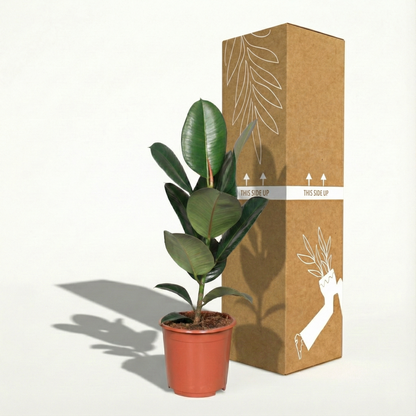 Rubber Plant; Ficus Elastica Robusta | 65cm