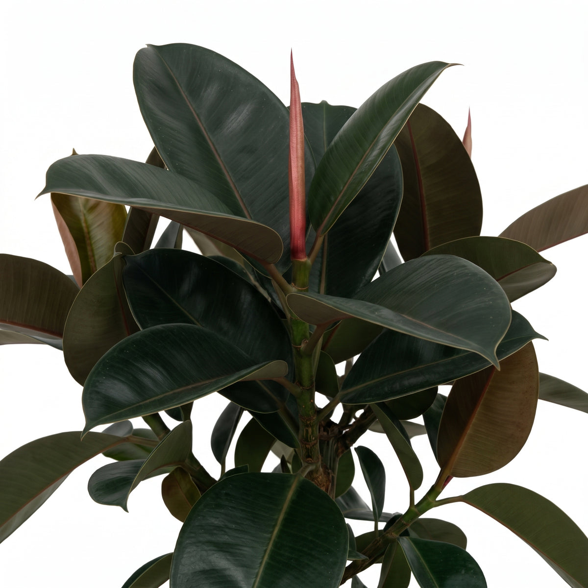 A close-up of a rubber plant with large, glossy dark green leaves and a central reddish-pink new shoot, isolated on a white background.