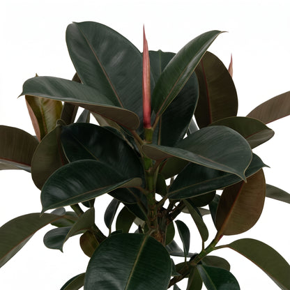 A close-up of a rubber plant with large, glossy dark green leaves and a central reddish-pink new shoot, isolated on a white background.