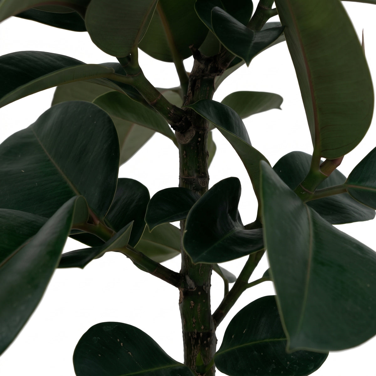 Close-up of a Ficus plant with dark green, glossy leaves and a central stem against a plain white background.