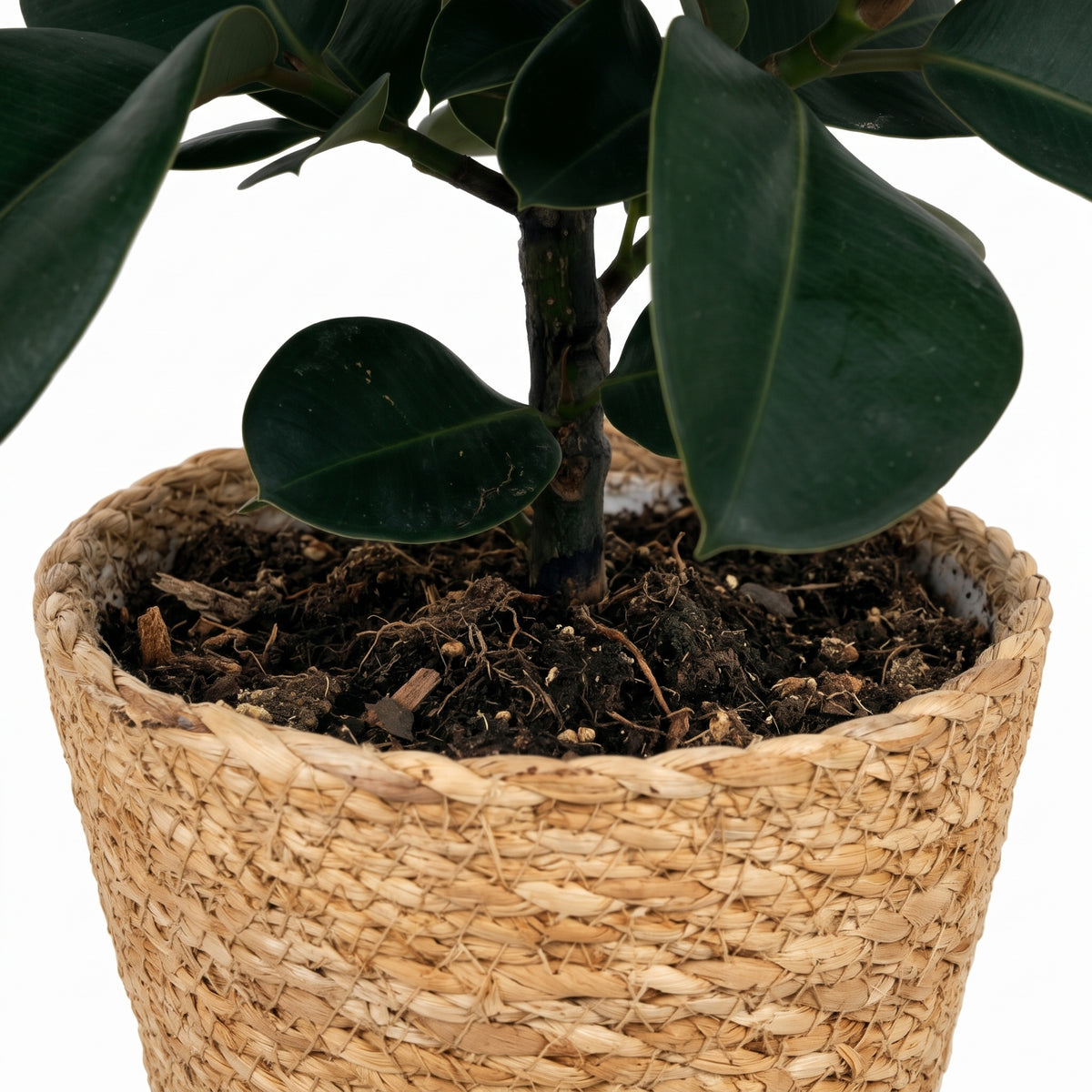 A close-up of a potted rubber plant with dark green leaves in a natural woven straw basket pot filled with soil, shown against a plain white background.