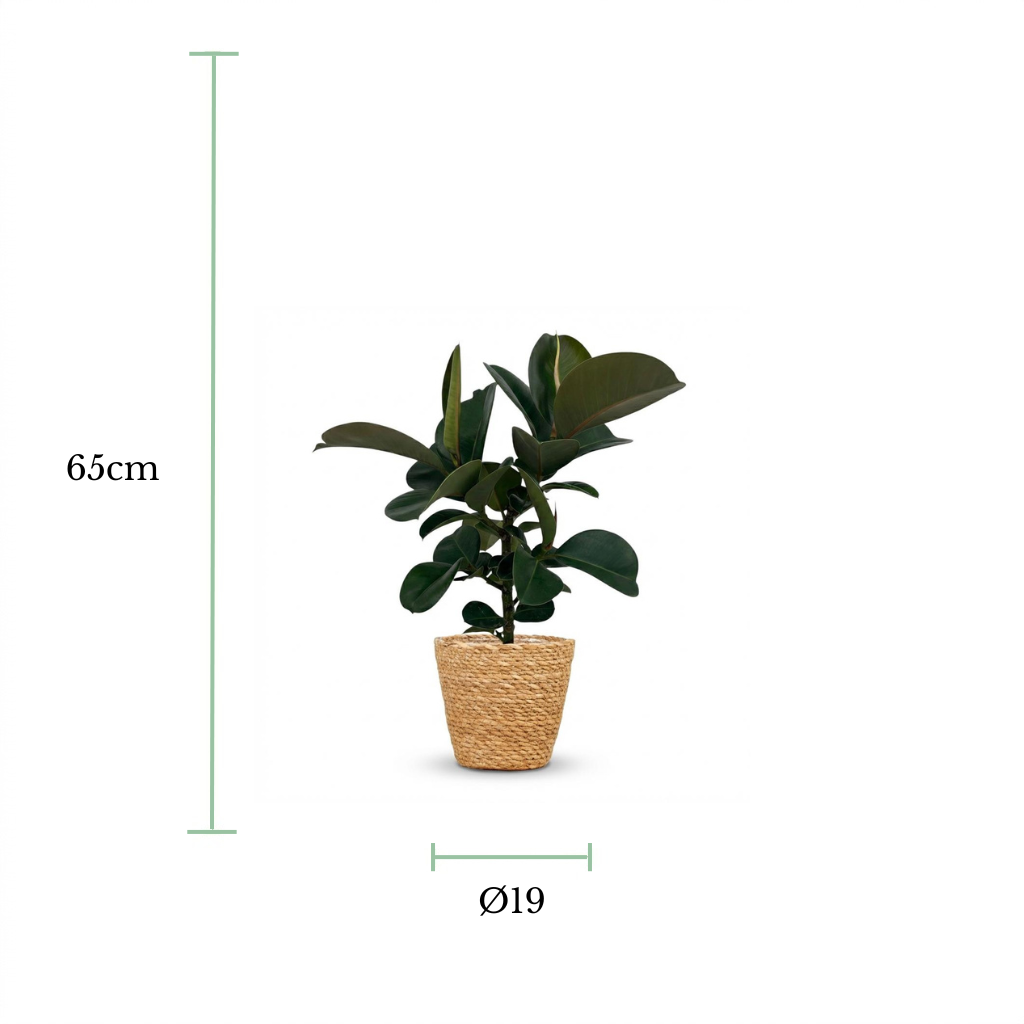A small potted houseplant centered on a white background, with dimension lines and text showing a height of 65 cm and a pot diameter of Ø19.