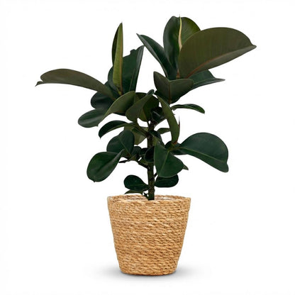 Potted plant with dark green leaves in a woven basket on a white background