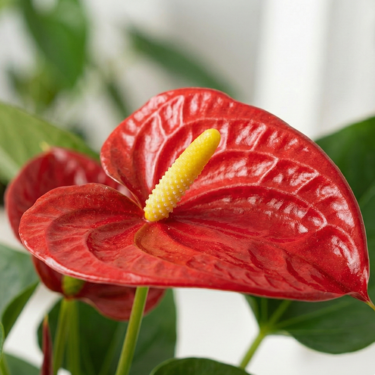 Flamingo Flower; Anthurium Red | 55cm