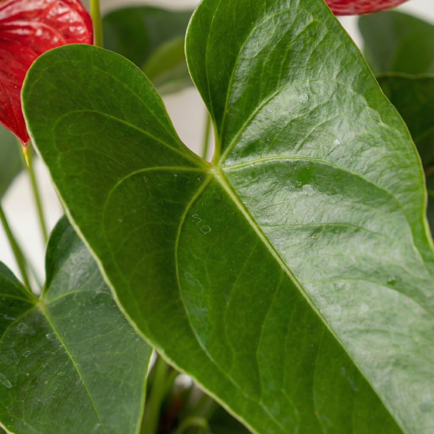 Flamingo Flower; Anthurium Red | 55cm