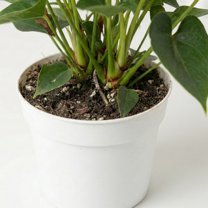 Flamingo Flower; Anthurium Red | 55cm