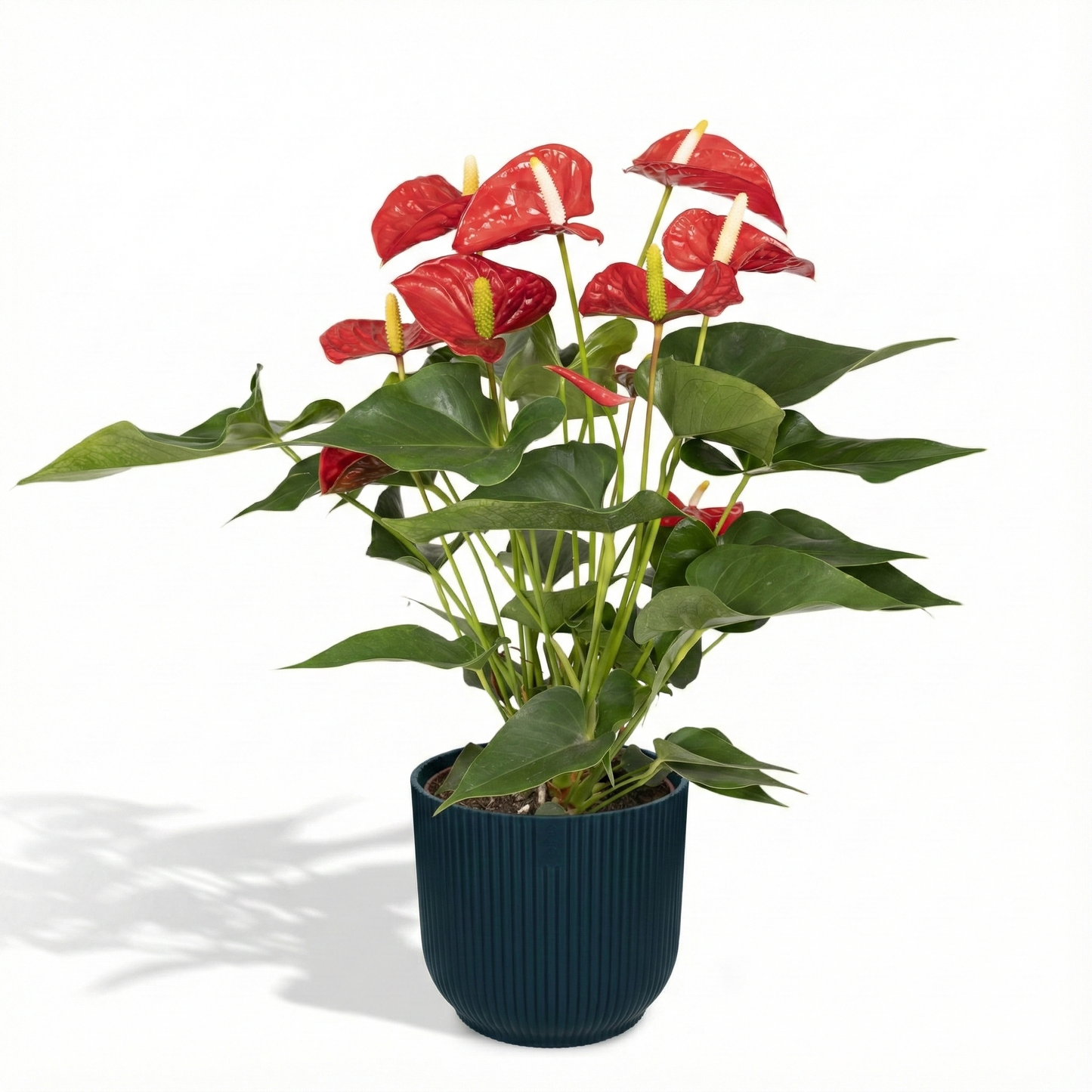 Flamingo Flower; Anthurium Red | 55cm