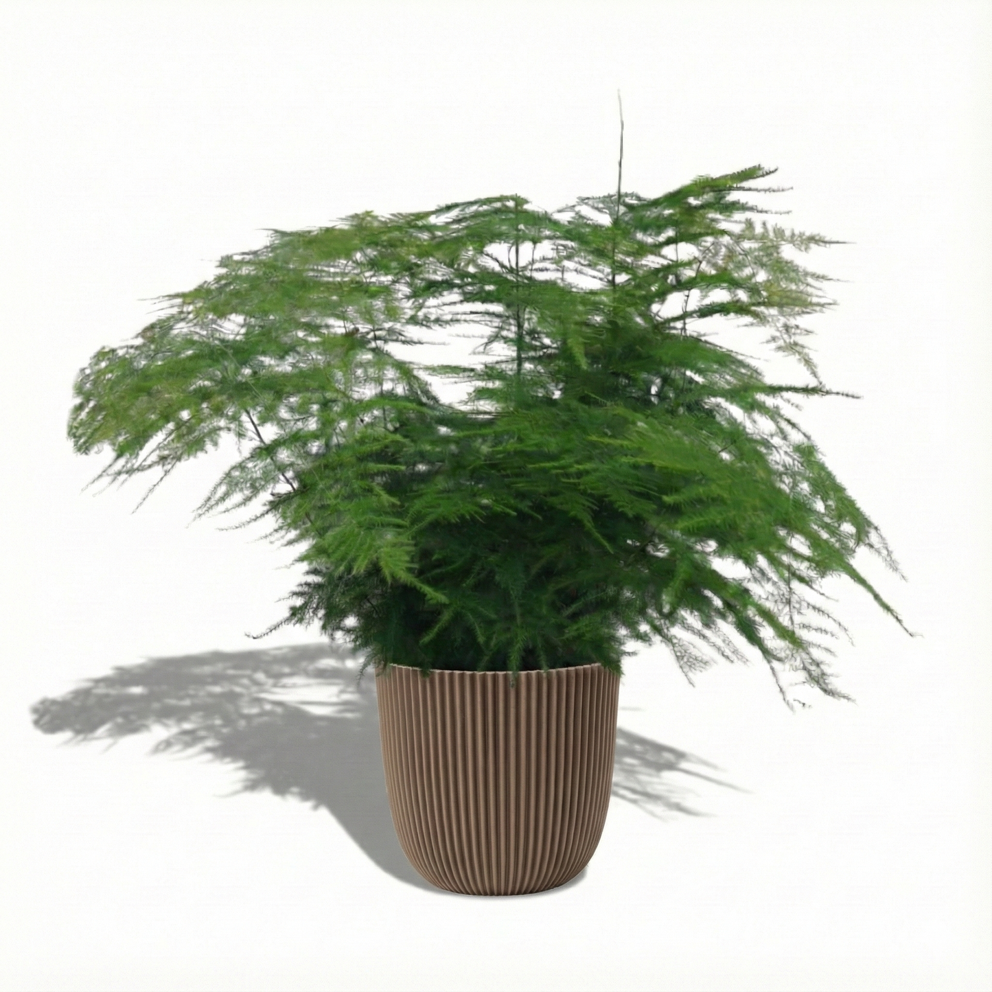 Asparagus Fern; Asparagus Setaceus | 45cm