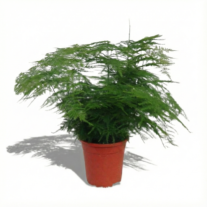 Asparagus Fern; Asparagus Setaceus | 45cm