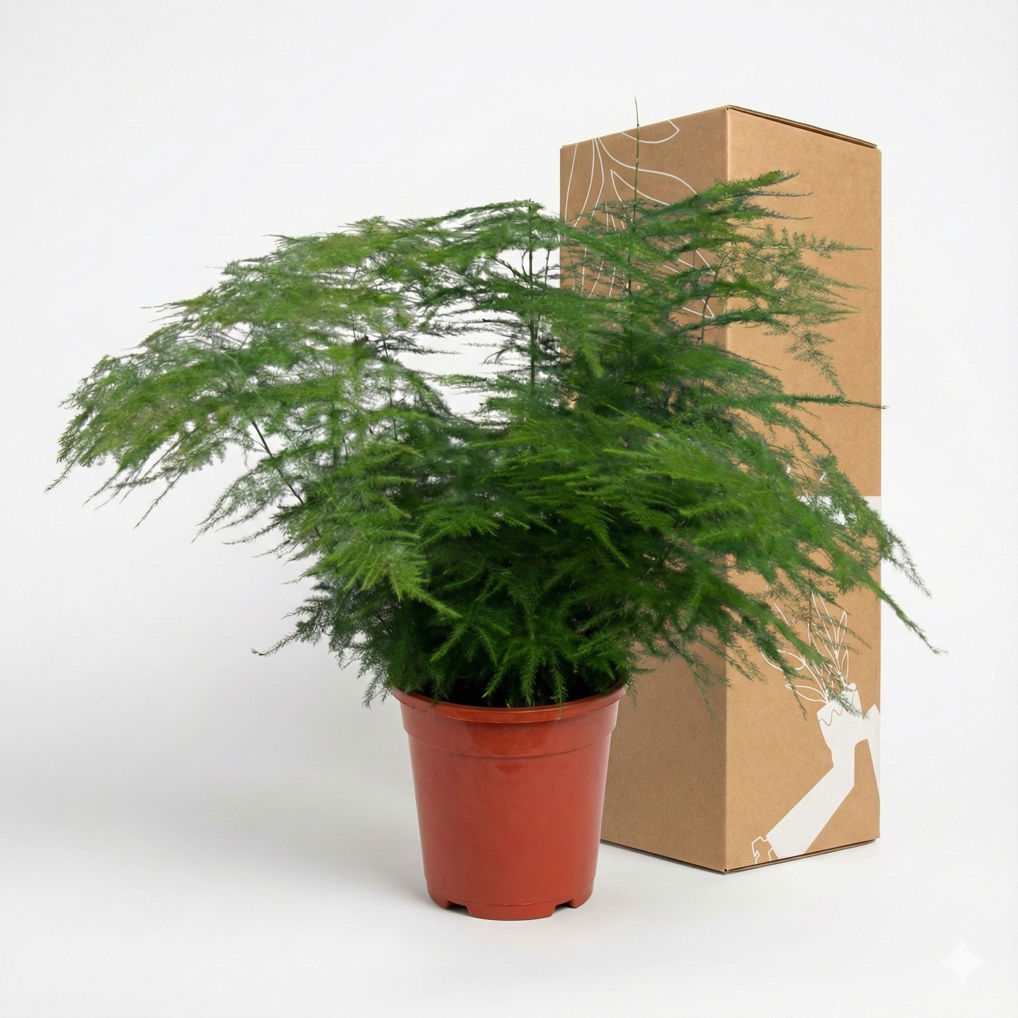 Asparagus Fern; Asparagus Setaceus | 45cm