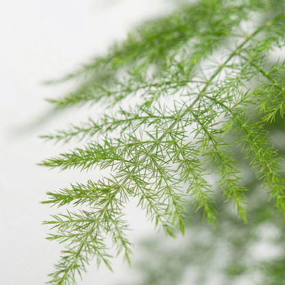 Asparagus Fern; Asparagus Setaceus | 45cm