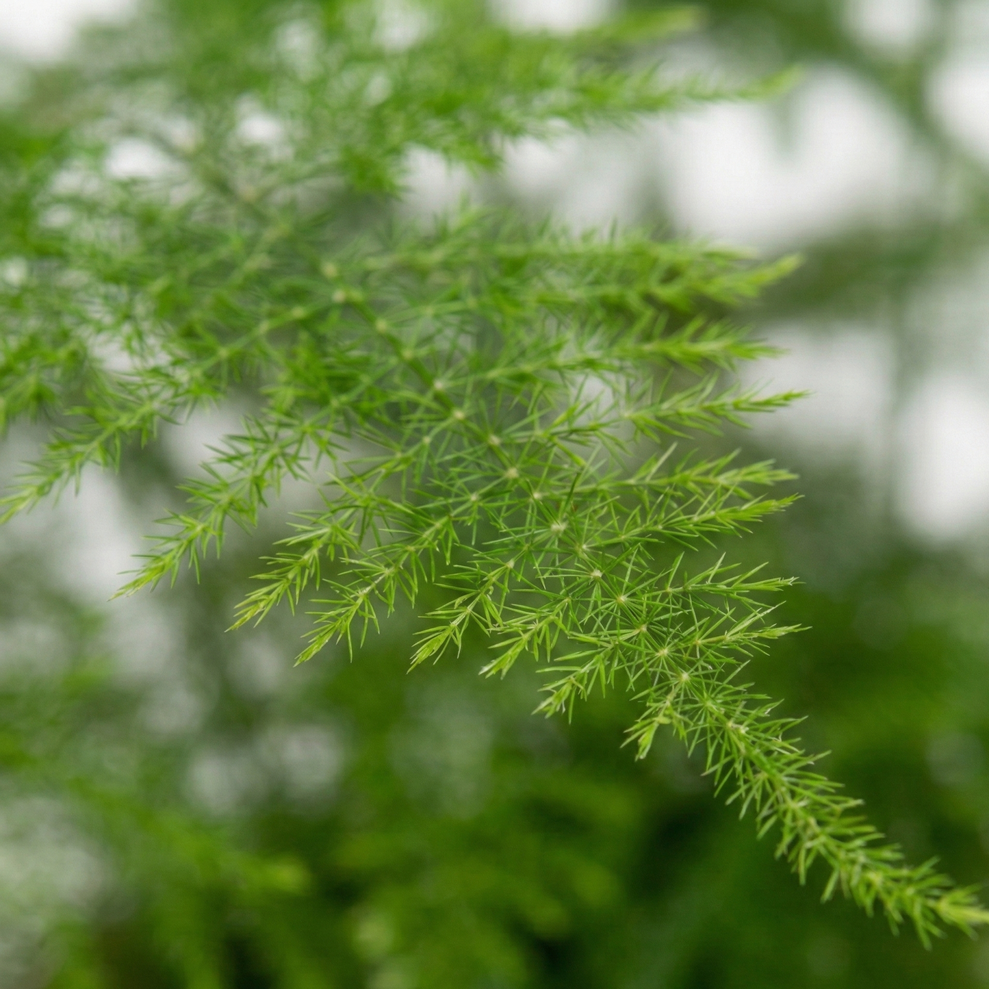 Asparagus Fern; Asparagus Setaceus | 45cm