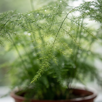 Asparagus Fern; Asparagus Setaceus | 45cm