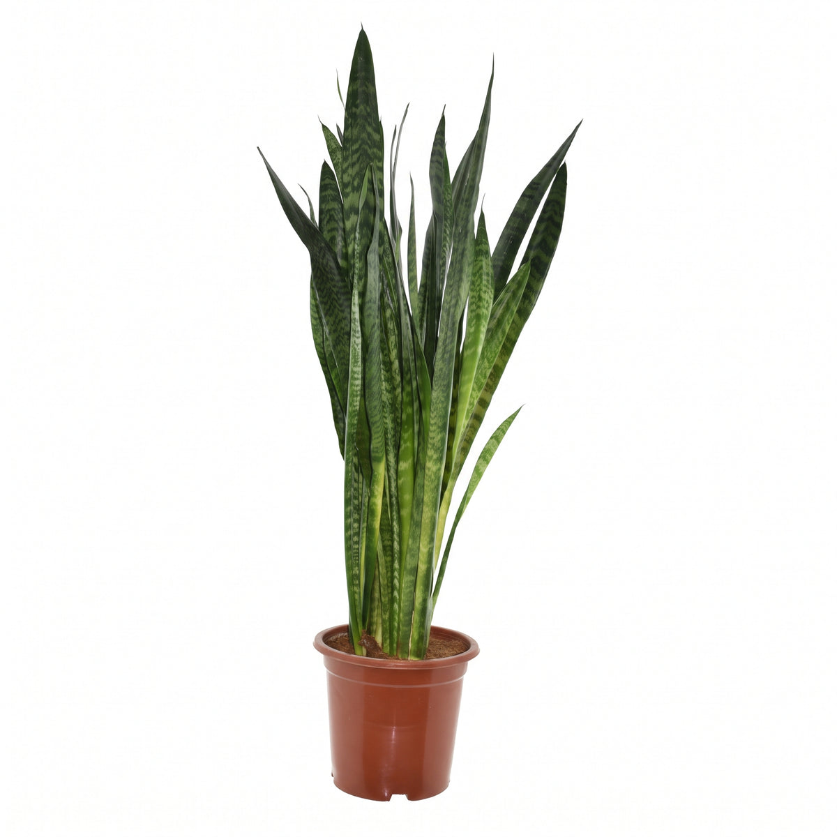 Potted snake plant on a white background