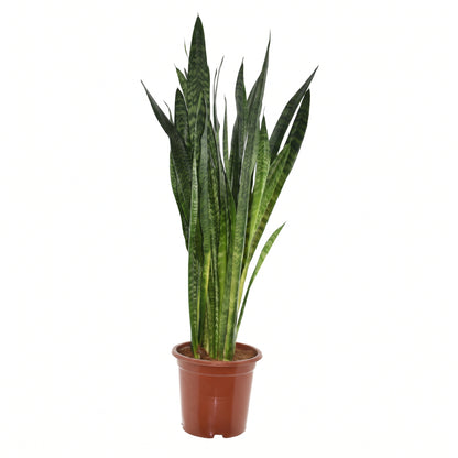 Potted snake plant on a white background