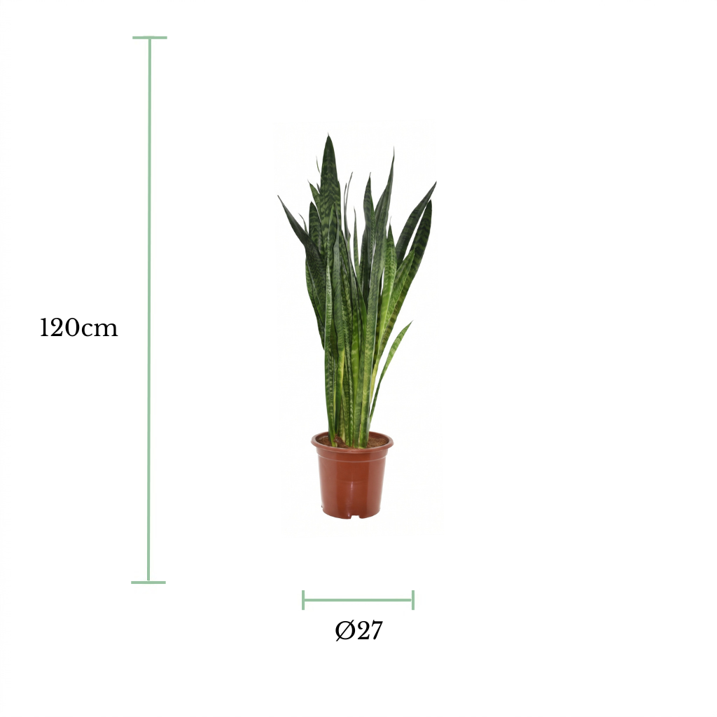 A potted snake plant centered on a white background with green measurement lines and text indicating a height of 120cm and a diameter of 27cm.