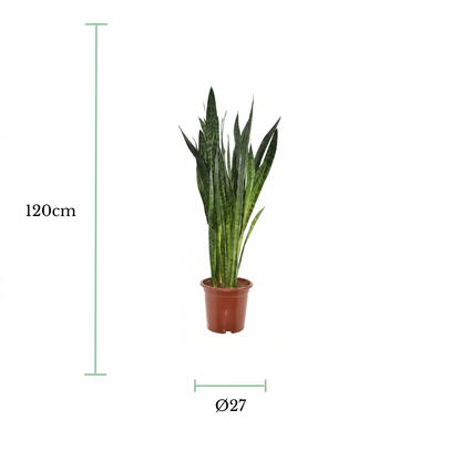 A potted snake plant centered on a white background with green measurement lines and text indicating a height of 120cm and a diameter of 27cm.