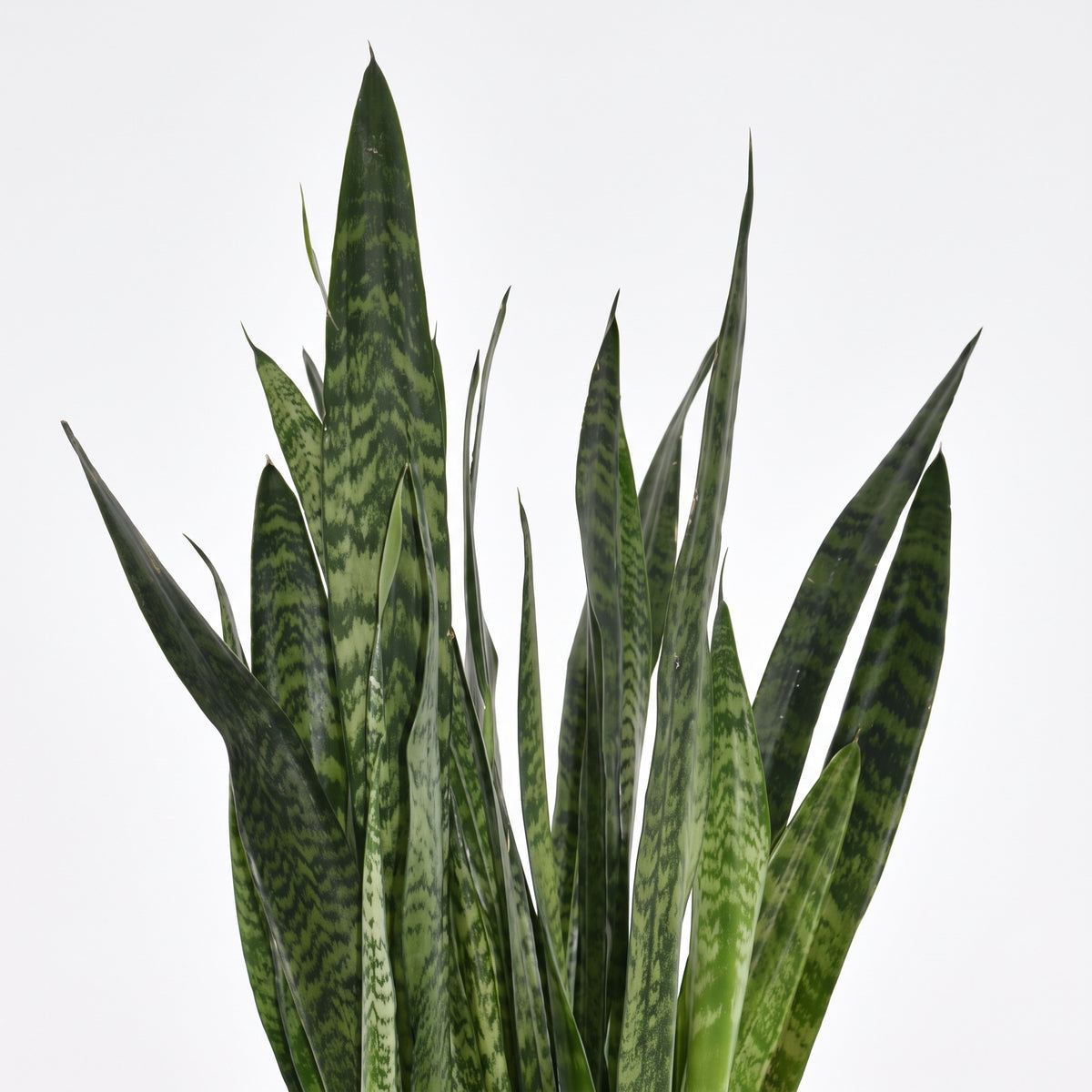 A cluster of tall, upright snake plant leaves with dark green and light green variegated patterns, photographed against a plain light gray background.