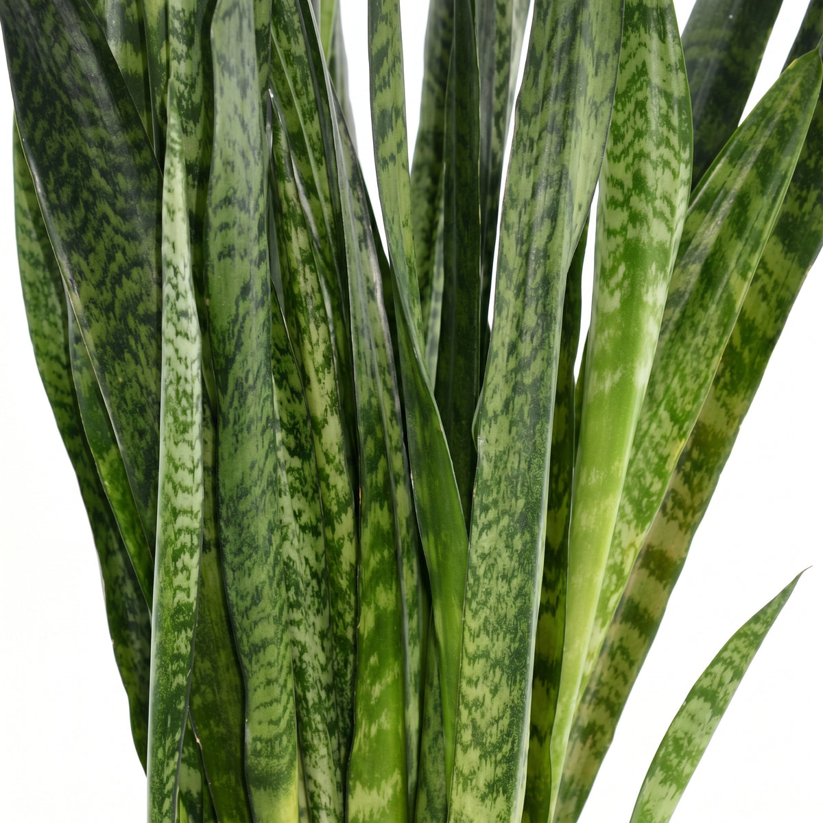 A close-up of a snake plant with upright, sword-like green leaves featuring dark green to black tiger-stripe patterns, isolated on a white background.