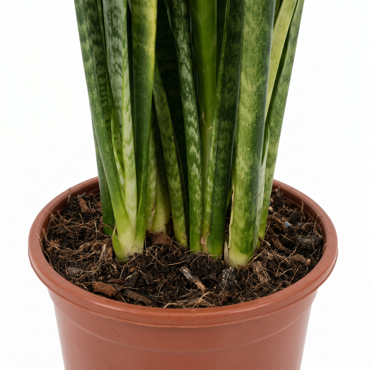 A potted snake plant with upright green and yellow striped leaves growing in dark soil inside a terracotta-colored plastic pot, shown against a plain white background.
