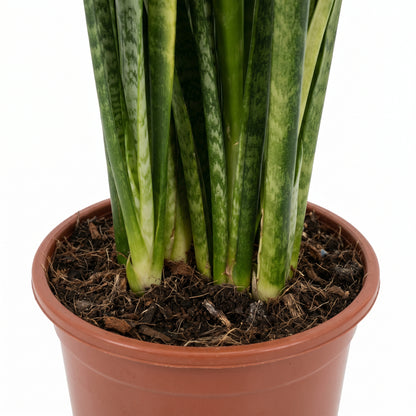 A potted snake plant with upright green and yellow striped leaves growing in dark soil inside a terracotta-colored plastic pot, shown against a plain white background.