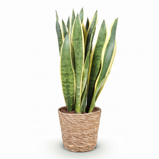 A snake plant in a small woven natural-fiber pot, photographed against a clean white background.