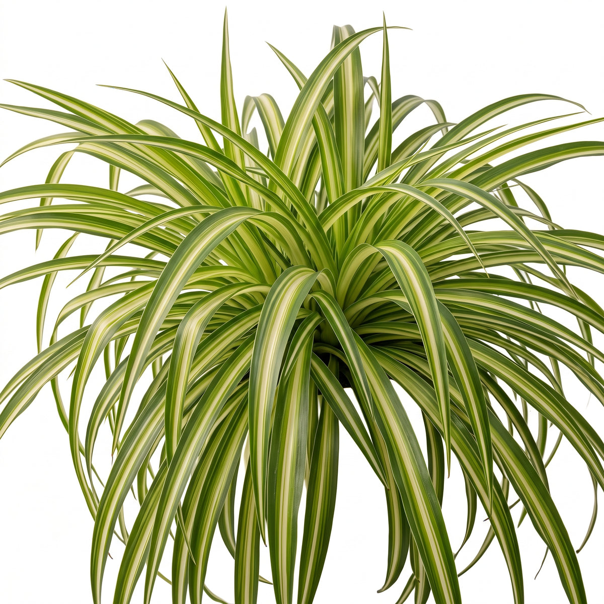 A variegated spider plant with long, slender arching leaves in green and creamy white stripes, isolated on a white background.