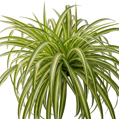 A variegated spider plant with long, slender arching leaves in green and creamy white stripes, isolated on a white background.