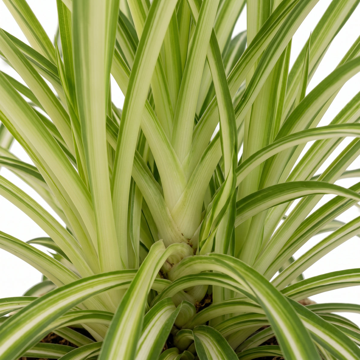 Close-up of a variegated spider plant with long, slender green leaves featuring prominent white stripes, set against a solid white background.