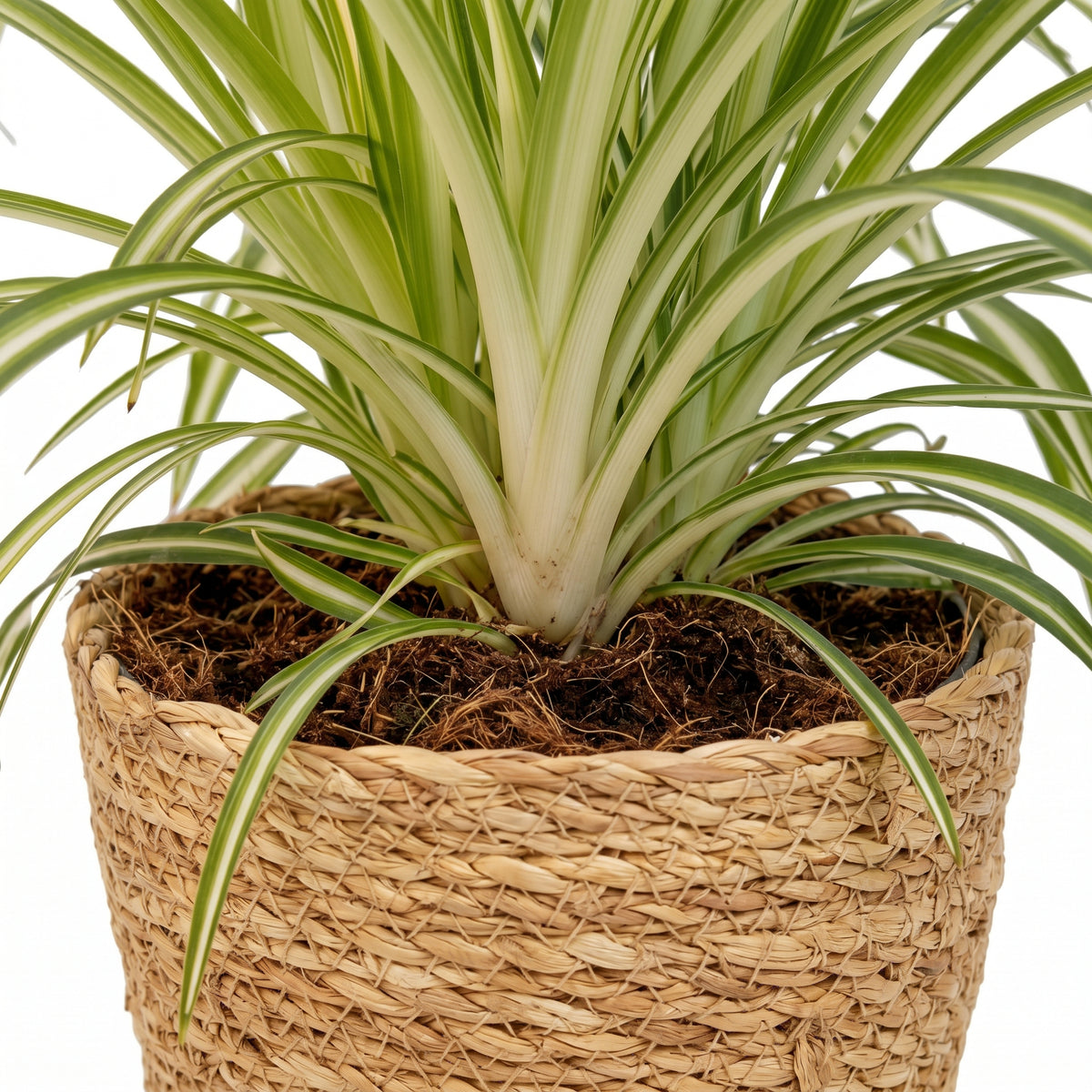 A potted spider plant with long, arching variegated green and cream leaves, planted in dark soil and wrapped in a round woven natural fiber basket, isolated on a white background.