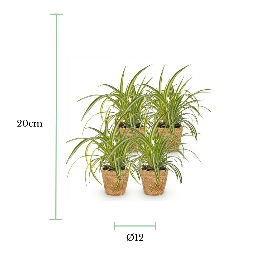 Four potted spider plant cuttings in small brown woven pots, shown with dimension markers indicating a height of 20cm and a diameter of 12cm, on a white background.