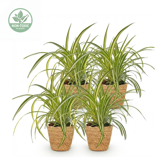 Four potted spider plant varieties in woven brown pots, arranged on a clean white background with a non-toxic logo in the top-left corner.