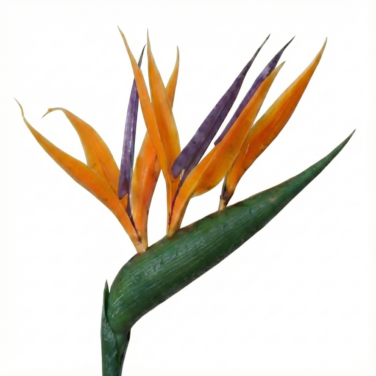 Bird of Paradise Plant; Strelitzia Reginae | 35cm