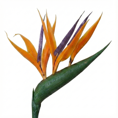 Bird of Paradise Plant; Strelitzia Reginae | 35cm
