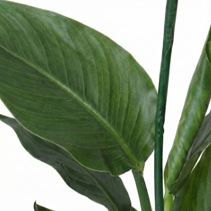 Bird of Paradise Plant; Strelitzia Reginae | 35cm