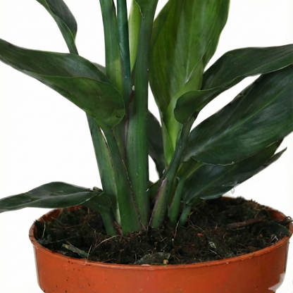 Bird of Paradise Plant; Strelitzia Reginae | 35cm