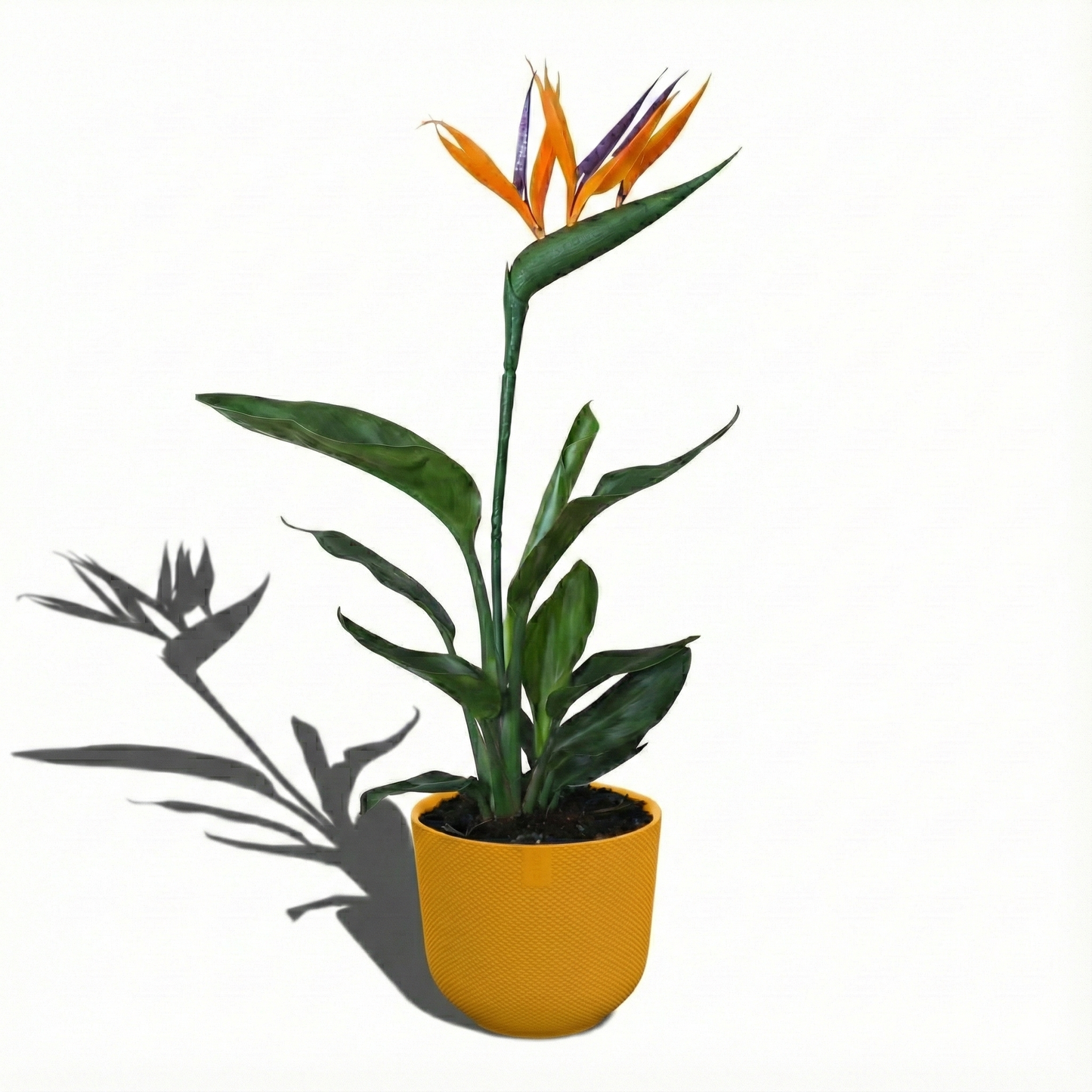 Bird of Paradise Plant; Strelitzia Reginae | 35cm
