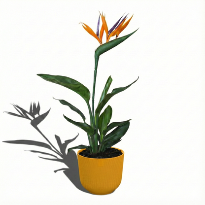 Bird of Paradise Plant; Strelitzia Reginae | 35cm
