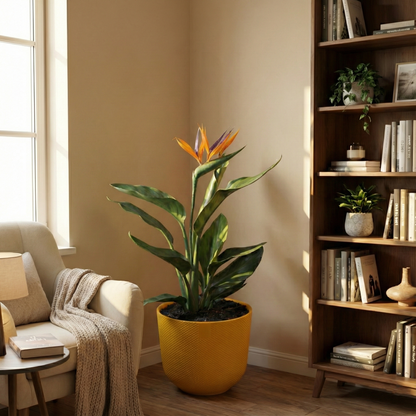 Bird of Paradise Plant; Strelitzia Reginae | 35cm